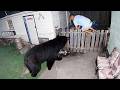 Delivery Drivers Vs Animals When Things Go Wrong