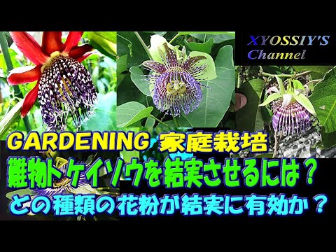 トケイソウについて詳しく解説