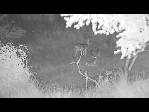 Djuma: Impala rams resting at shallow end of the dam - 22:17 - 03/14/2022
