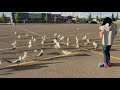 Seagulls In A Parking Lots
