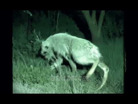 Shapeshifter caught on camera in the Appalachian mountains #shapeshifter #skinwalker