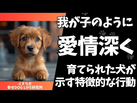 犬に愛情を示すにはどうすればいいですか?