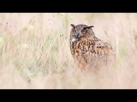 Het geluid van de Oehoe - Natuur en vogel geluiden om de Oehoe te herkennen | 10 uur