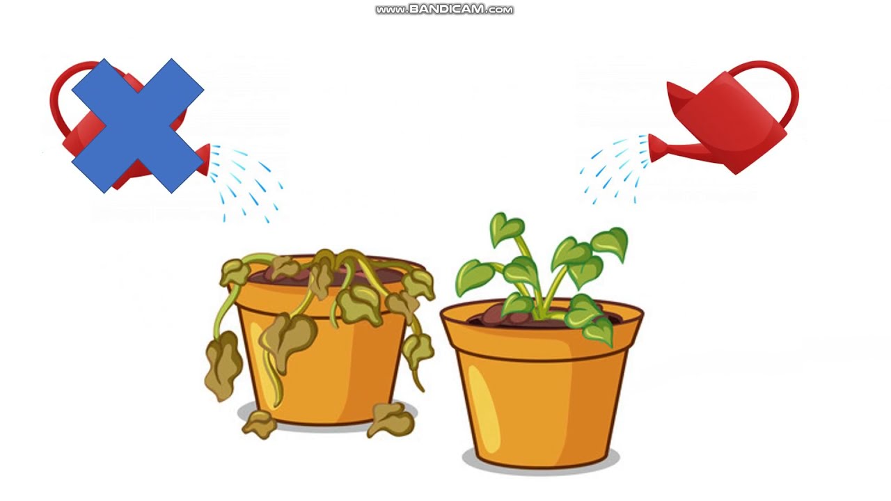 If clauses type 0 with speaking cards - The zero conditional - LEARN ENGLISH