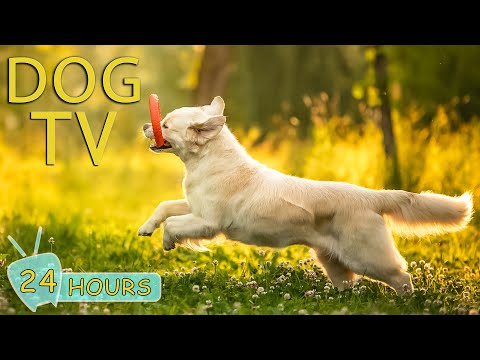 DOG TV: Video Entertainment for Dogs When Home Alone - You Can Relax Your Dog With Soothing Music!
