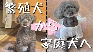 不安だらけの元繁殖犬との生活｜たった1年での大きな変化
