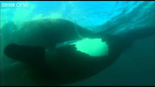 Extraordinary Courtship - Ocean Giants - BBC One