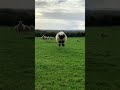 Adorable Bouncing Lamb - Happy Sunday - Sheep Bread - Valais BlackNose -😊 😃  Cute