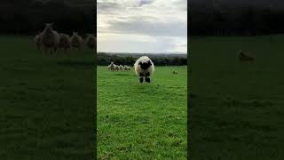 Adorable Bouncing Lamb - Happy Sunday - Sheep Bread - Valais BlackNose -😊 😃  Cute