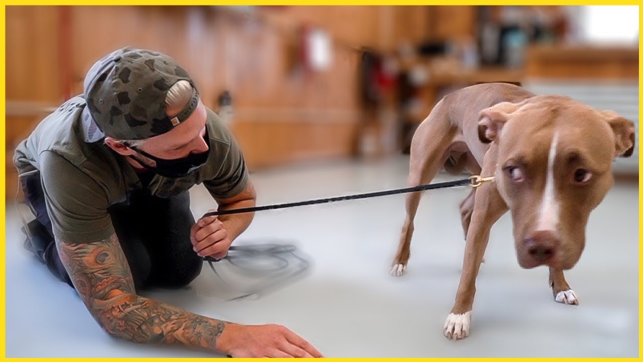TERRIFIED PITBULL'S LIFE CHANGED AFTER THIS...