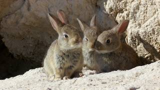 Download lagu The Natural Order – A Story of Life and Adaptation mp3 Download lagu The Natural Order – A Story of Life and Adaptation mp3