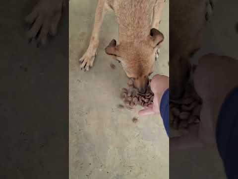 levando ração pros cachorros da serra BARRO PRETO BAHIA