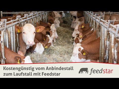 Cost-effective conversion from tie-stall to free-stall barn - conversion from dairy cattle to you...