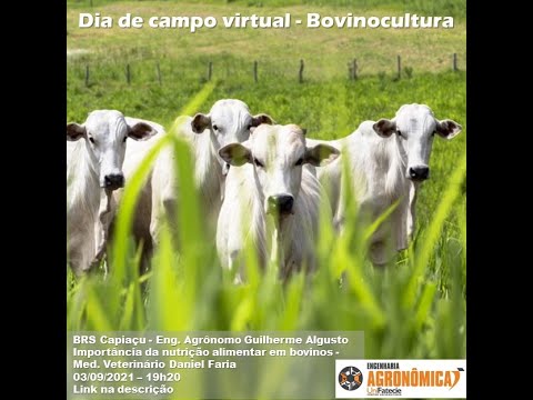 , title : 'Palestra Agronômica - Dia de campo virtual - Bovinocultura'