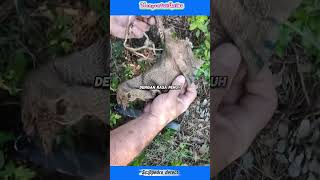 Download lagu This man found something under a rock, the contents of which made his hair stand on end. mp3