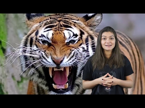 10 Tiere, die deren Besitzer umbrachten