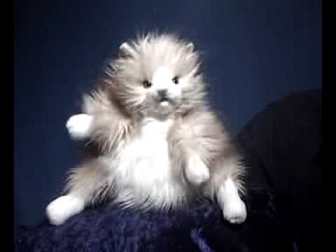 Re: Bela Lugosi "I Have No Home" Challenge-Fat Cat Puppet