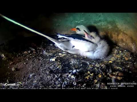 White-tailed Tropicbird Chick Tucks Head Under Adult's Wing – May 17, 2019