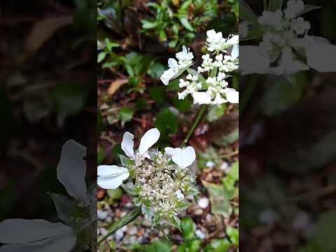 機能的で美しく、耐久性のある雨の庭を作るにはどうすればよいでしょうか?初心者向けの無料ガイド！  庭園