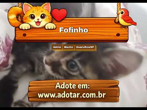 Vídeo de Fofinho