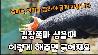 김장쪽파 이렇게 심으면 수확량도 굵게 자라고