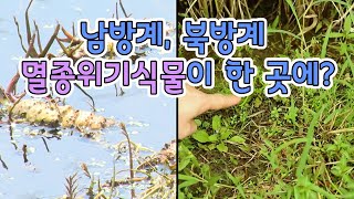 남방계, 북방계 식물이 한 곳에? [핫클립 유레카] / YTN 사이언스