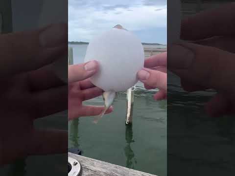 Pufferfish explodes! #lure #bassfishing #sandbass #fishing #fish #hugefish #sportfishing #bass