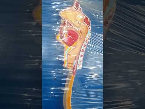 Digestive System Model