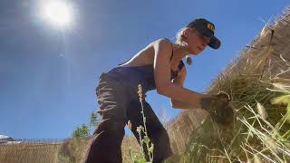 Cultivating Wildflowers, in overalls