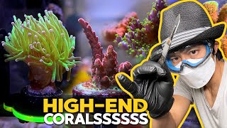 Fragging RISKY corals, $150 GMK Zoa, Adding more SPS, Maxima Clam!! (Top Shelf Aquatics Unboxing)