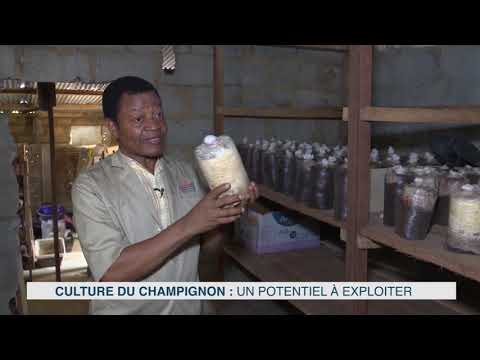 , title : 'La culture du champignon, un potentiel à promouvoir en Côte d'Ivoire.'