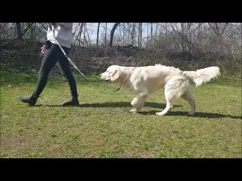 Emilia & Chandler   - nauka chodzenia na luźnej smyczy