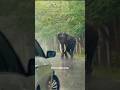Elephant Attack Bandipur Elephant Attack Bandipur Tiger Reserve Tusker Elephant Attack Shorts