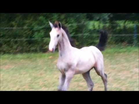 "Clash Royal Z" (Clarimo x Vigo 'd Arsouilles) Colt 2017 - 20/06/2017