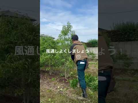 開花を促進するために2月に剪定する6つの低木  庭園