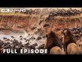 World S Deadliest Of Lion Season 5 Full Episodes Nature Animal Documentary