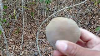 Oveado foi em direo aquela rvore do frutos estranho.