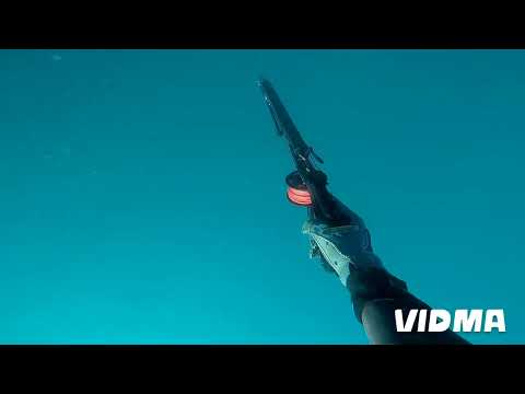 spearing Kingfish in tasmanbay