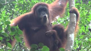 preview picture of video 'BUKIT LAWANG SUMATRA MONKEYS orang-utan, Thomas Leaf'