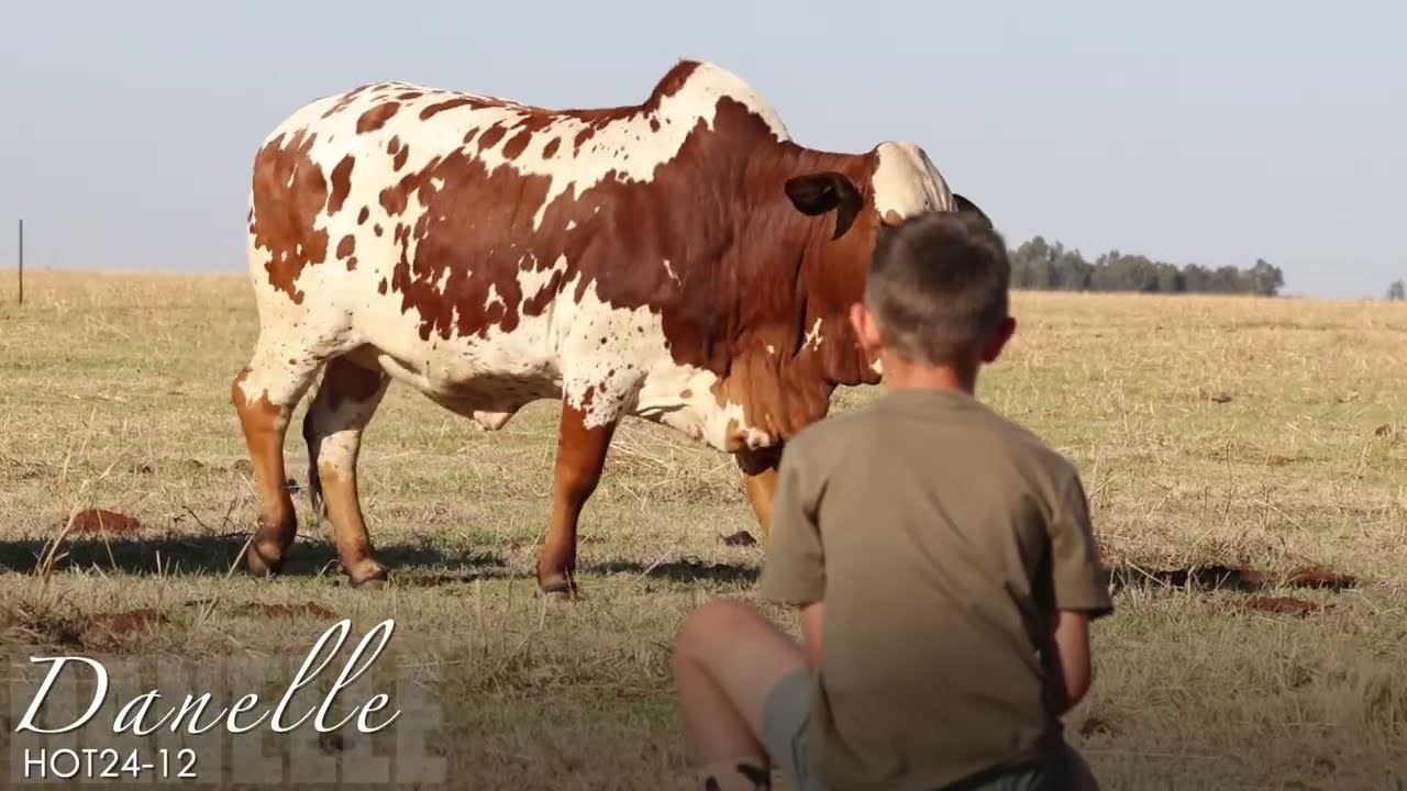 Lot 8 | Danelle | HOT24-12