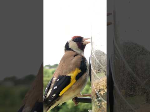 Goldfinch singing training song #goldfinch #birds #birdswatching #birdsounds