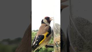 Download lagu Lagu latihan menyanyi burung goldfinch #goldfinch #burung #pengamatanburung #suaraburung mp3