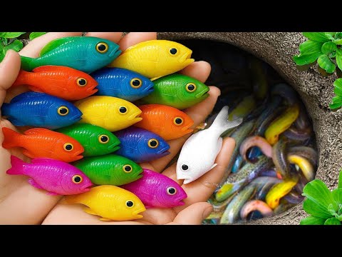 Catch beautiful aquarium fish in small pond baby turtles, eel, koi, pencil fish, puffer fish, snails