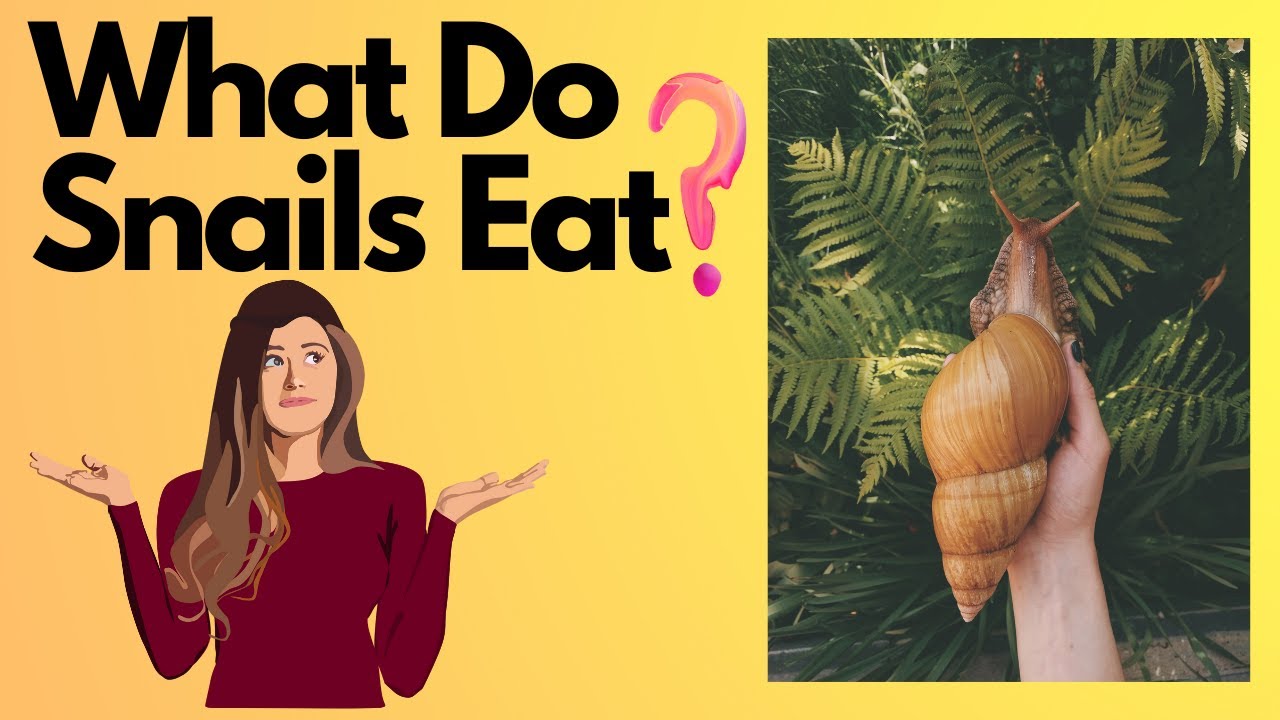 What food can garden snails eat? Tipseri