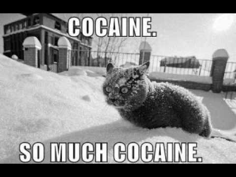 cocaine for animals ( fl studio 10 test)