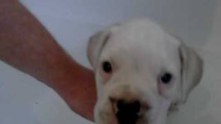 Mucky puppy getting a bath