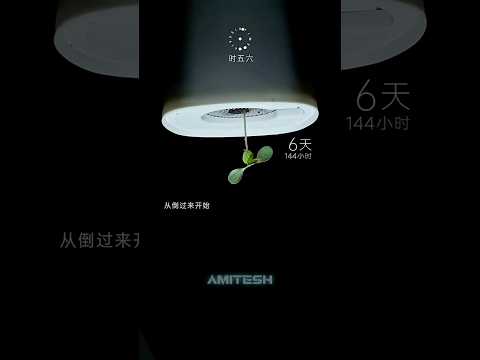 Куда будет расти растение вверх ногами? #амитеш #растения #эксперимент