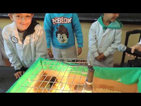 FERIA DE CIENCIA, ARTE Y TECNOLOGÍA DEL C.E. SEMANA DE MAYO - COLAZO - CORDOBA