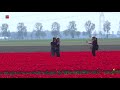 Tulpenroute breidt uit naar buitengebied Almere