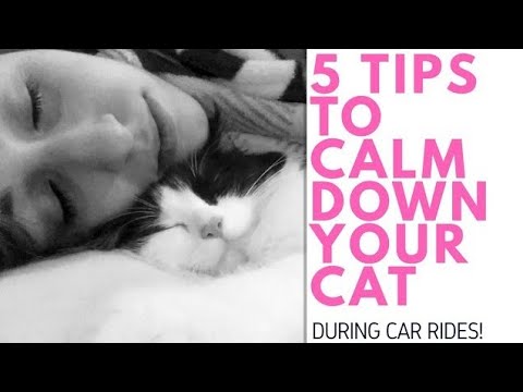 HOW TO CALM DOWN YOUR SCARED CAT😺(During Car Rides)